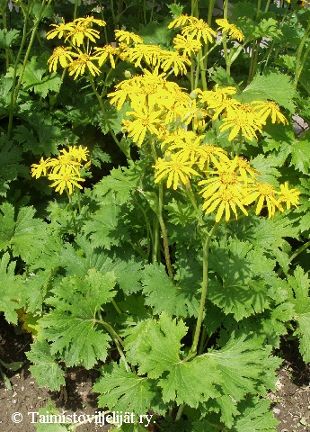 Ligularia x palmatiloba